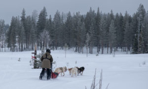 Chiens de traineaux en Laponie suédoise