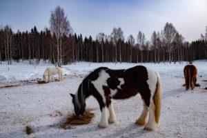 Chevaux islandais en Laponie suédoise