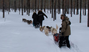 Traineau à chiens dans la poudreuse