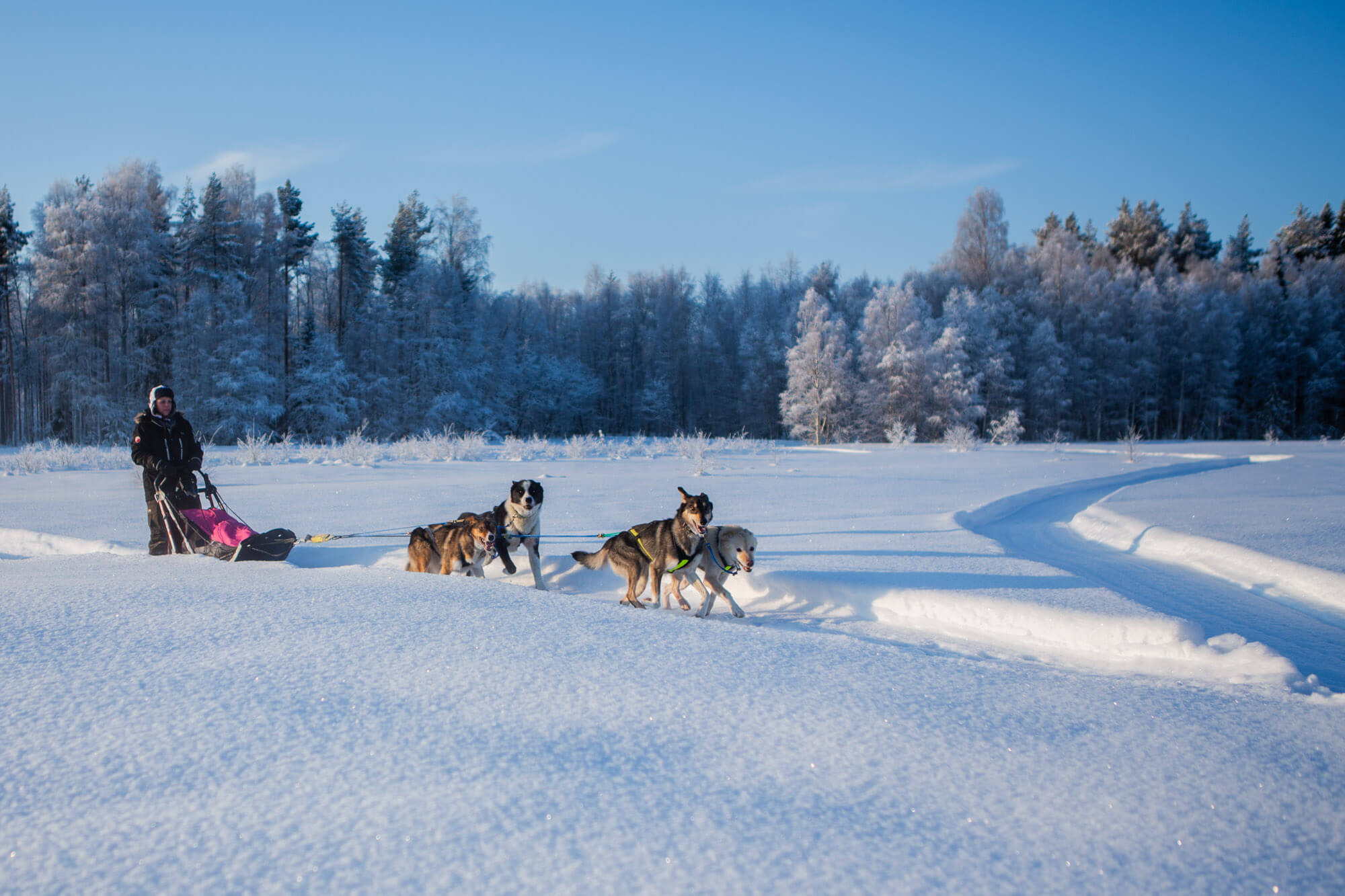 Attelage de chiens de traineau en Laponie suédoise