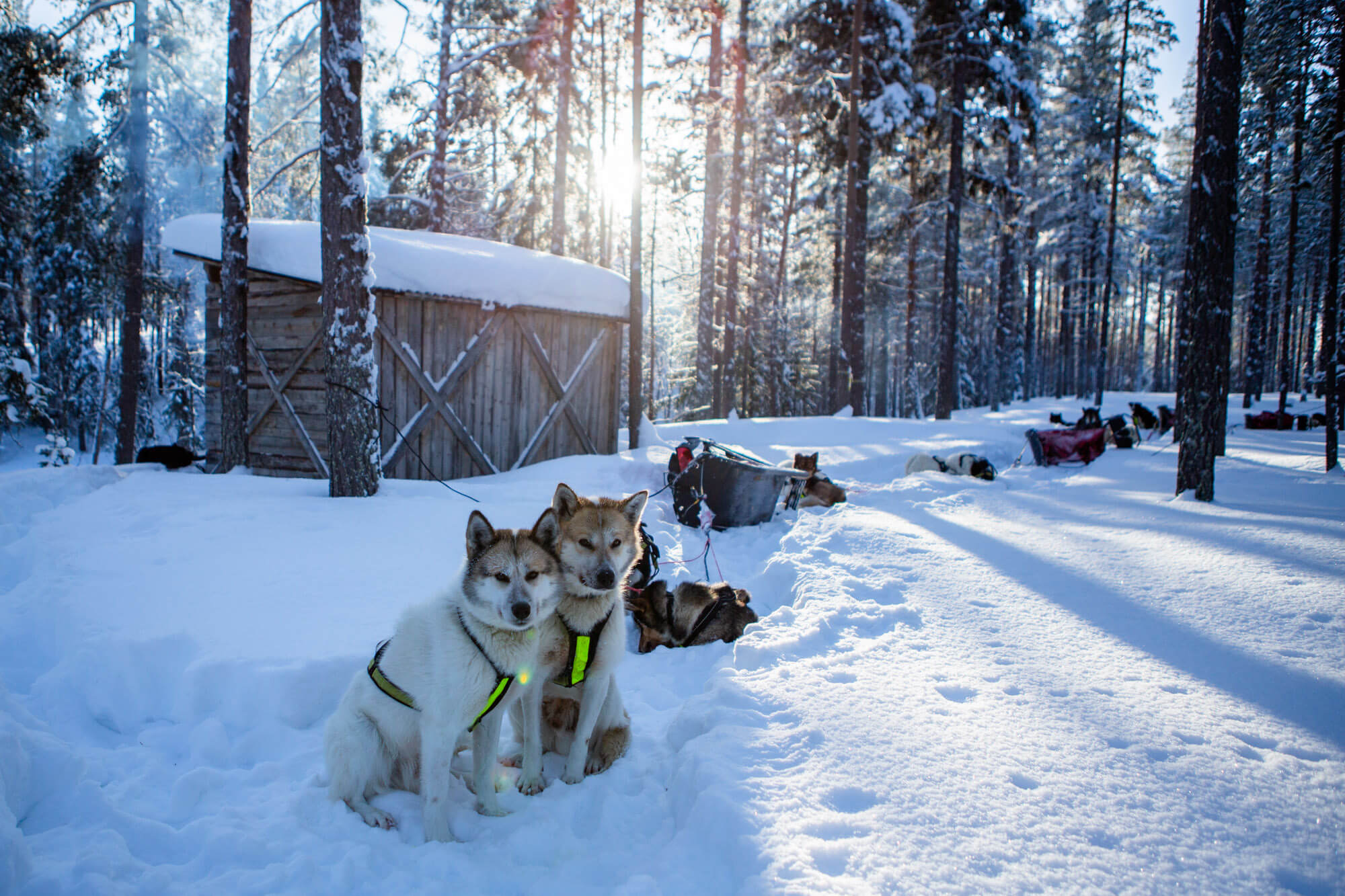 Pause déjeuner au milieu des bois pendant un raid chiens de traîneau en Laponie suédoise