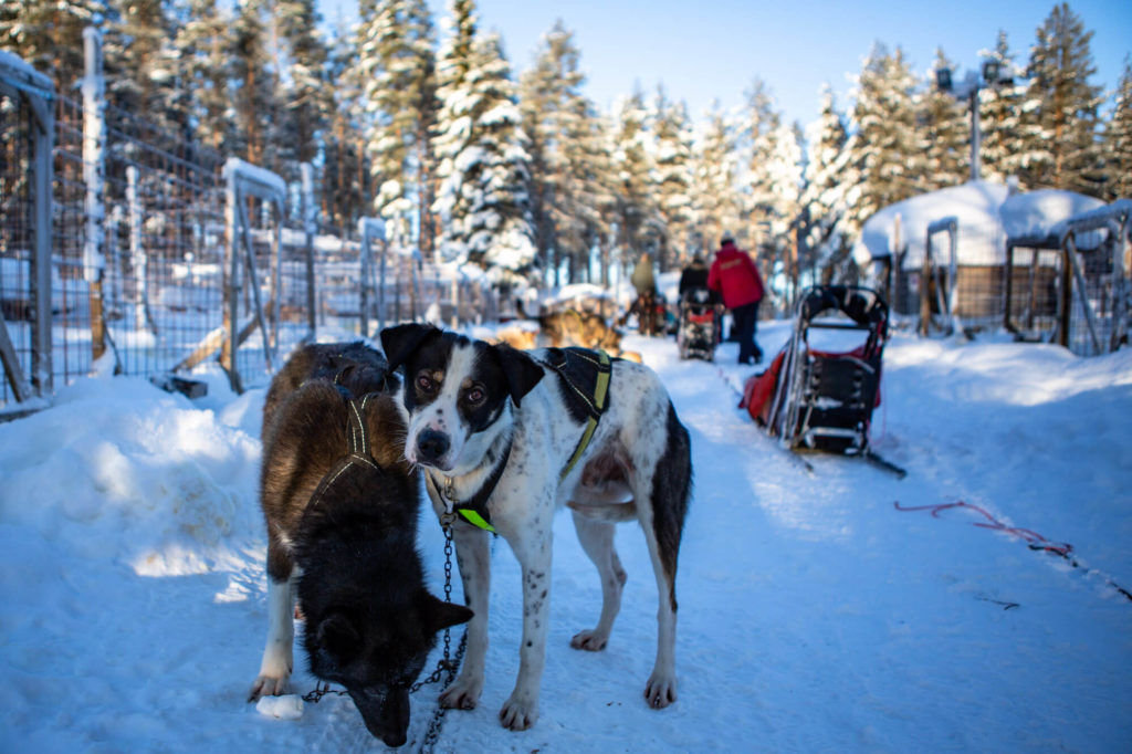 Chiens de traîneau avant le départ