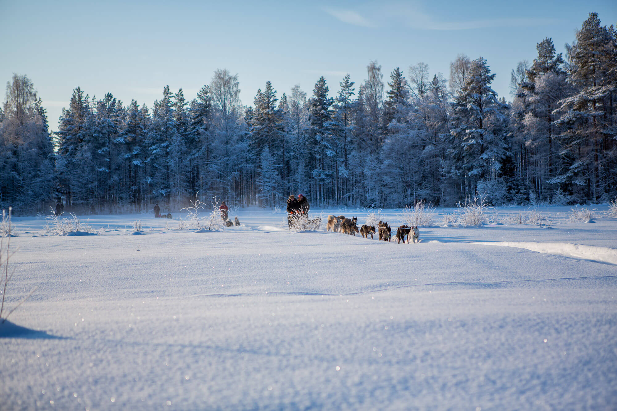 Dog sledding teams in Swedish Lapland