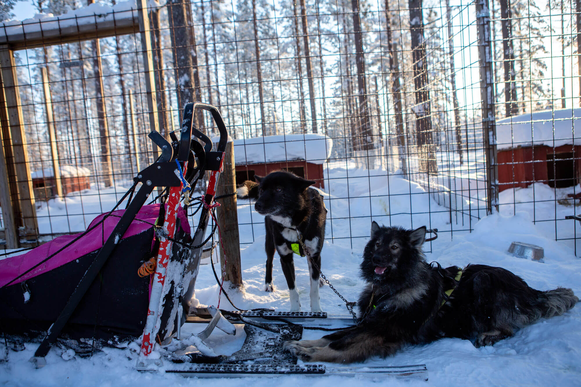 Sled dogs patiently waiting for the start of the trip in Swedish Lapland