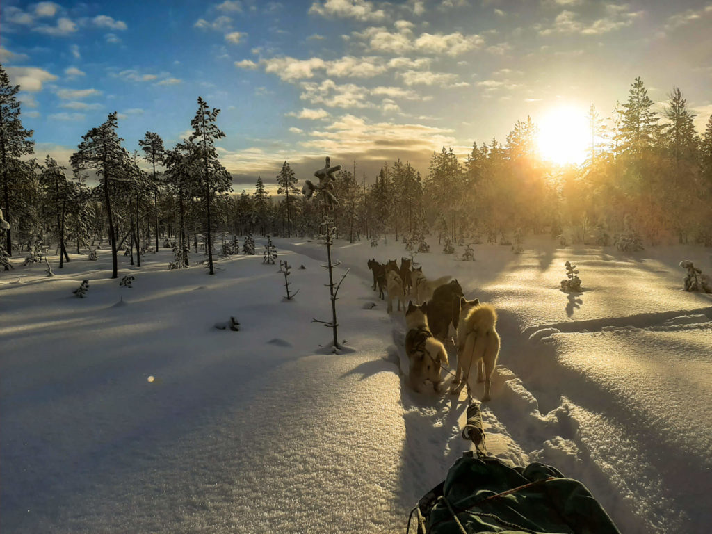 Attelage de chiens de traineau en Laponie suédoise