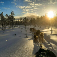 chiens-traineaux-suede-laponie-flarken-adventure-18 Dog sledding team passing through a forest in Swedis Lapland