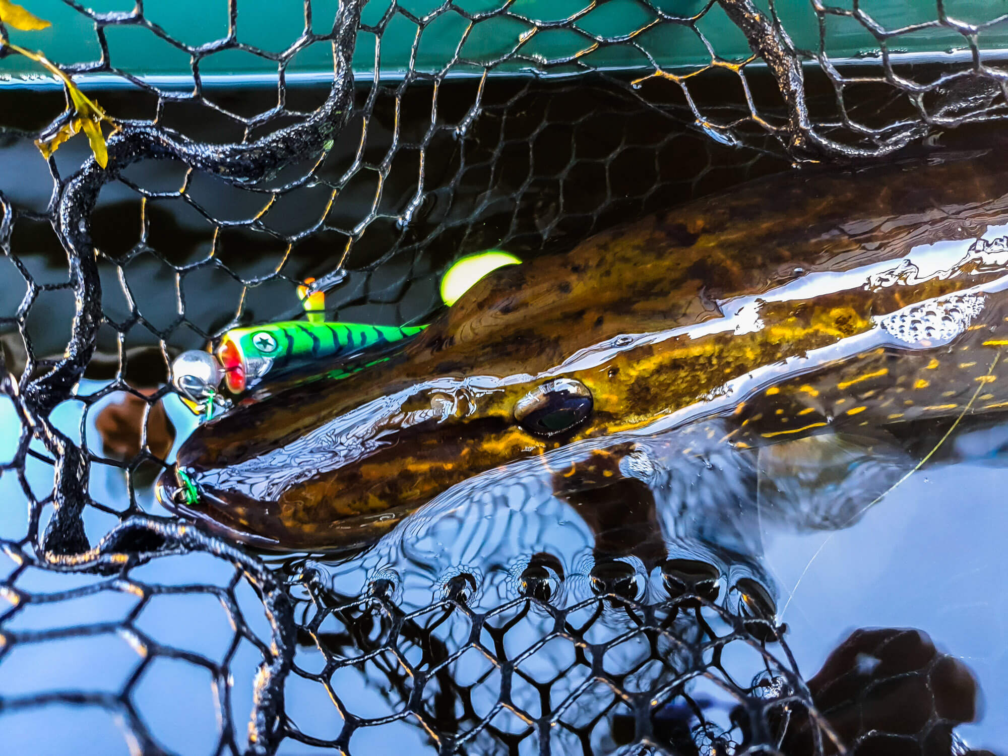 Catching a pike with a net in Swedish Lapland