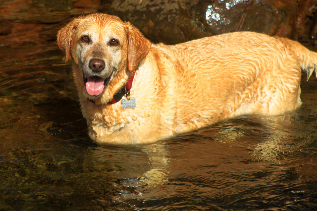 Un Labrador se baignant en rivière en Nouvelle-Calédonie