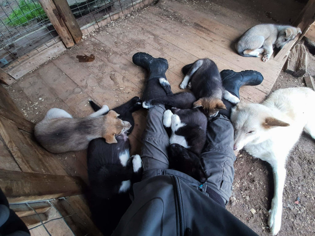 chiots groenlandais en laponie suédoise