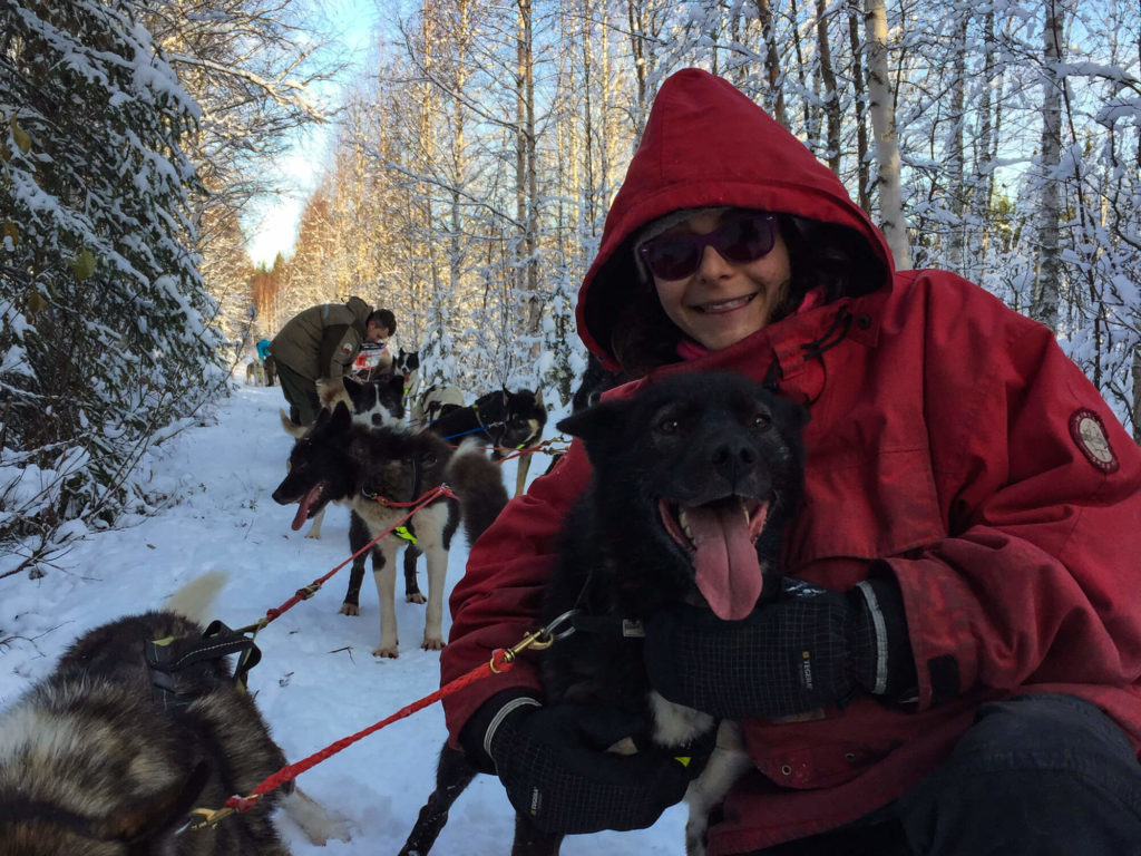 Entrainement des chiens d'automne en laponie suédoise