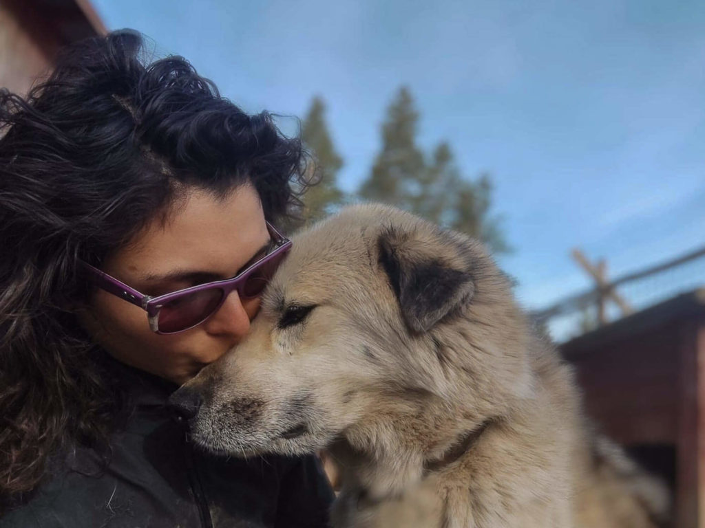 Chien groenlandais en laponie suédoise