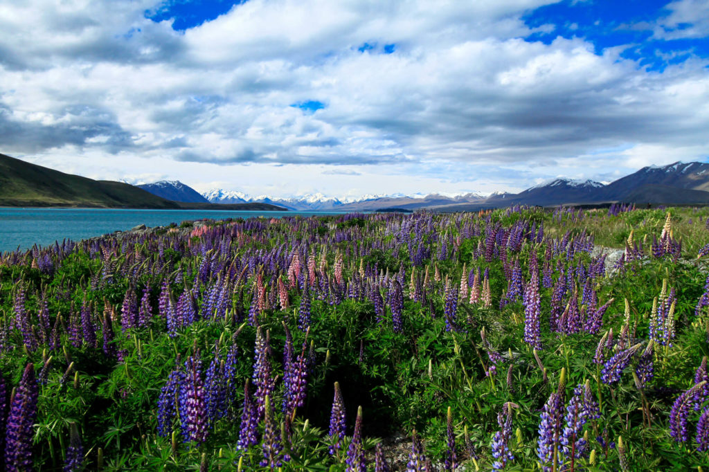 Lac Tekapo en Nouvelle Zelande