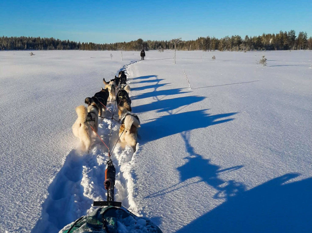 Attelage de chiens de traineau en Laponie suédoise