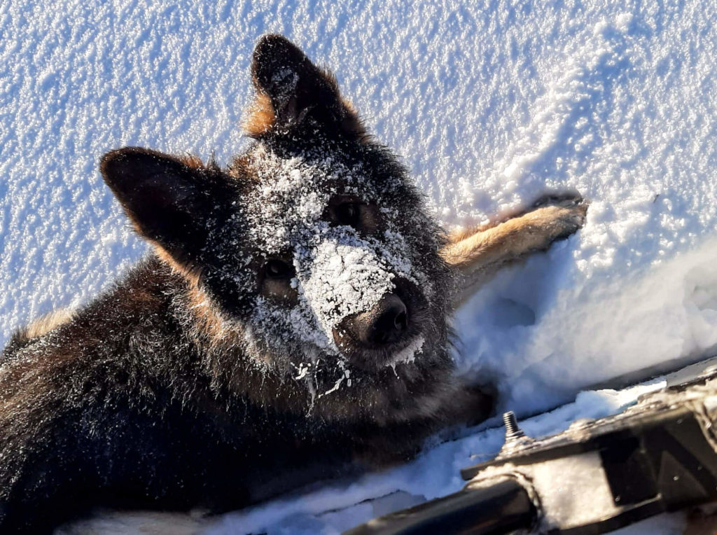 Un chien berger allemand profite de la neige en Laponie suédoise