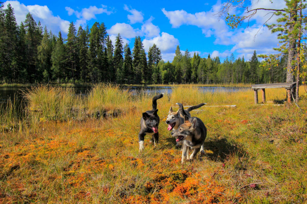 Des Chiens Groenlandais en balade en Laponie suédoise