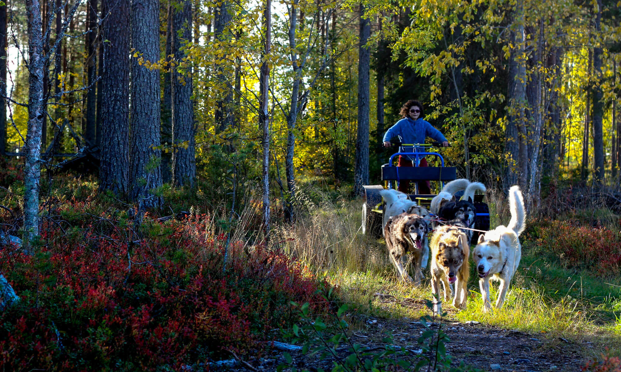 Entrainement de chiens de traineau à l'automne en Laponie suédoise