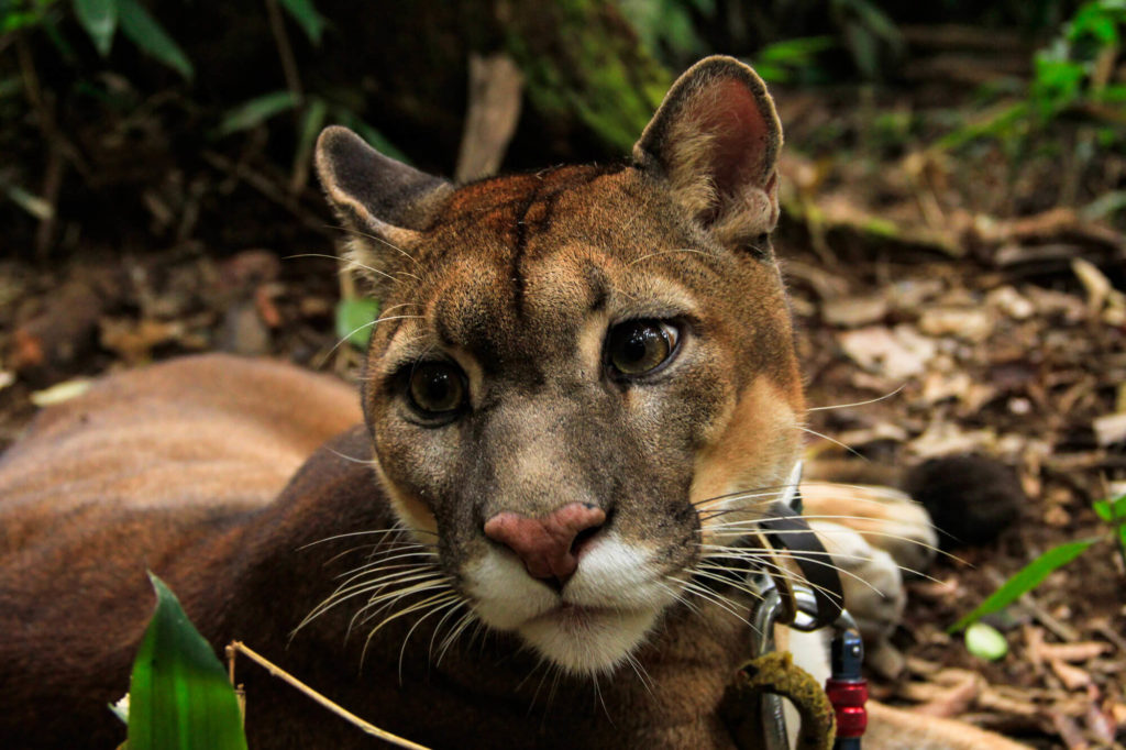 Un puma au parc Inti Warra Yassi en Bolivie