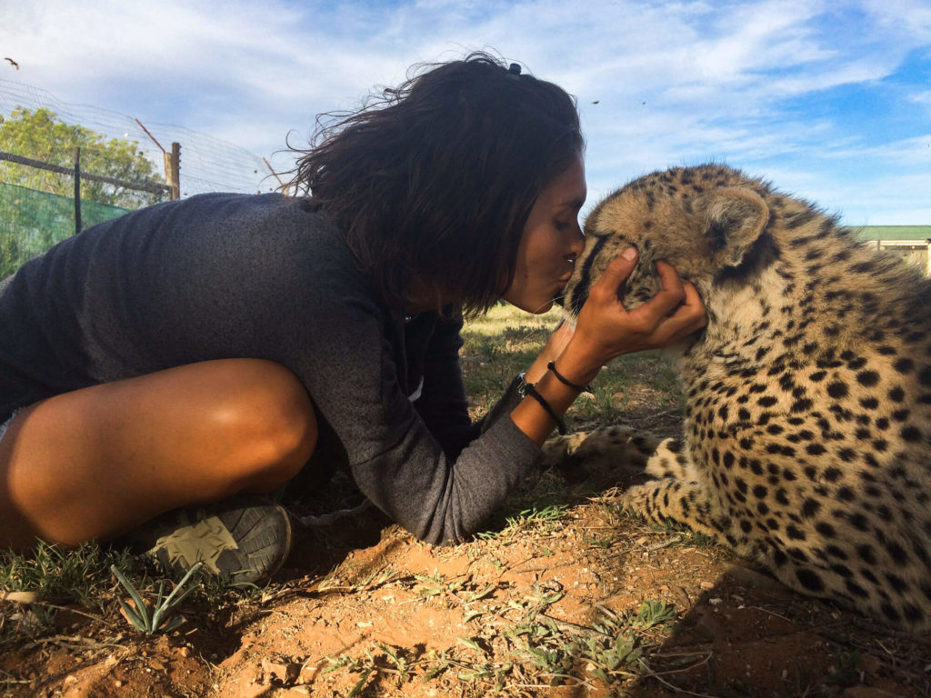 Un guépard du Daniell's Cheetah Project en Afrique du Sud