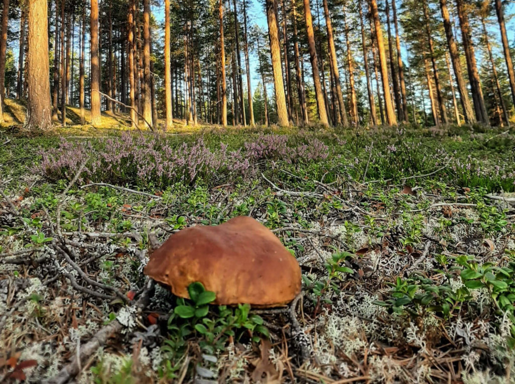 Champignons en Laponie suédoise