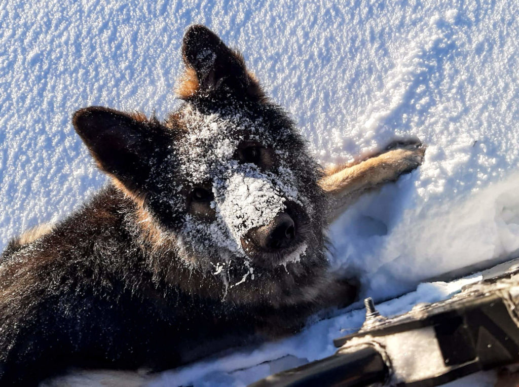 Chien dans la neige en Laponie suédoise