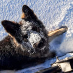 laura-dog-travel-sweden-lapland-flarken-adventure-4 A german shepherd enjoys the snow in Swedish Lapland