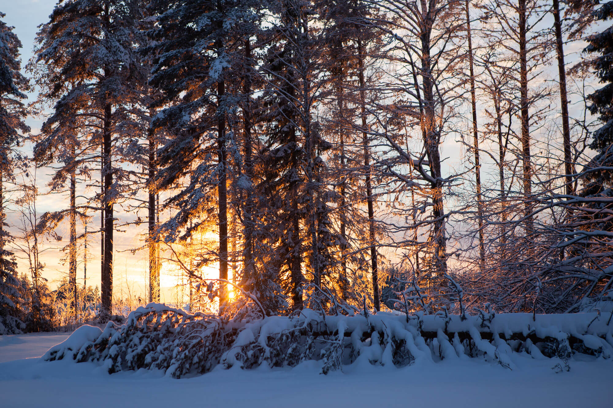 Le soleil se couche derrière les sapins enneigés en Laponie suédoise