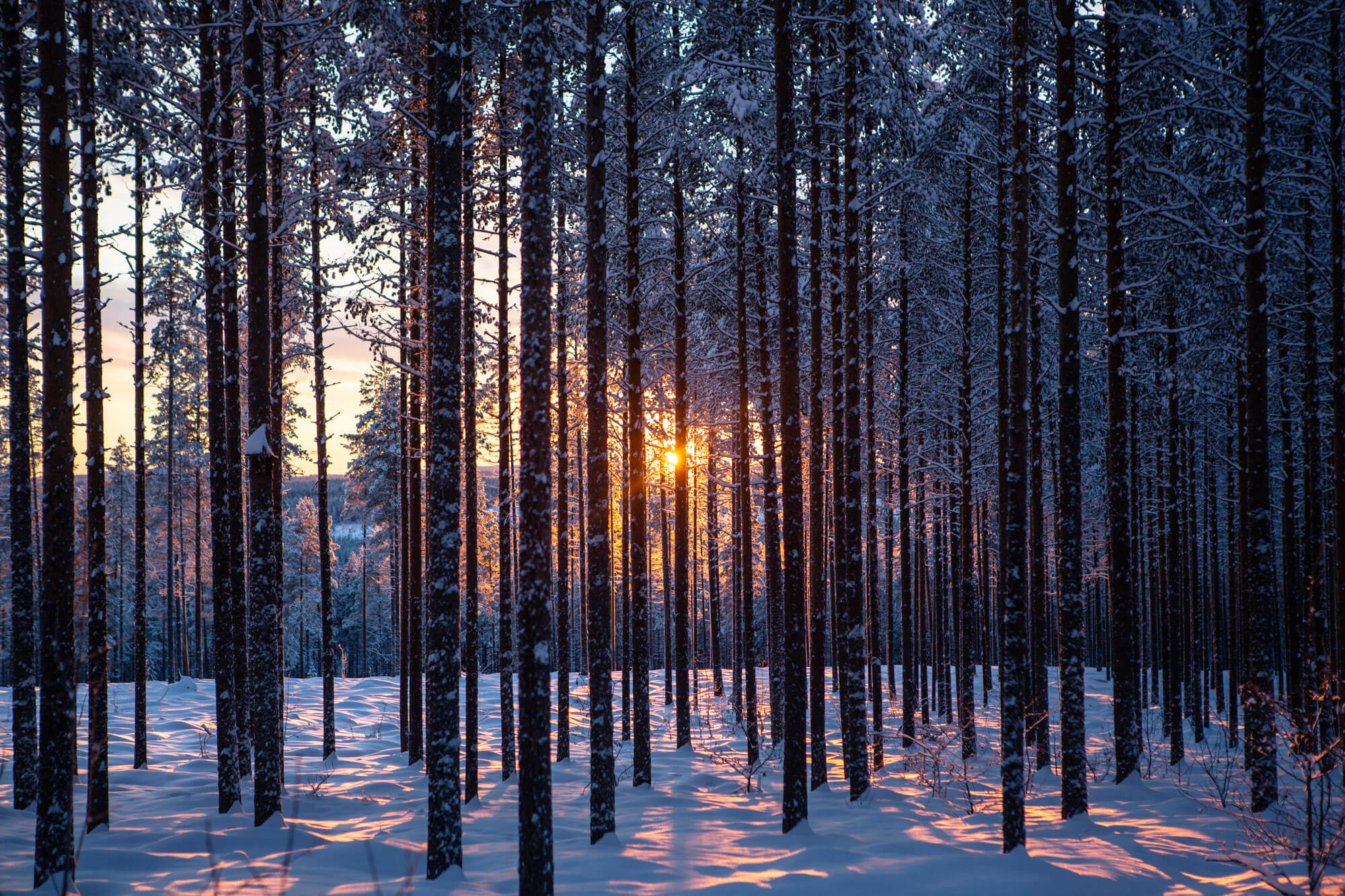 Vue du soleil à travers les sapins en Laponie suédoise