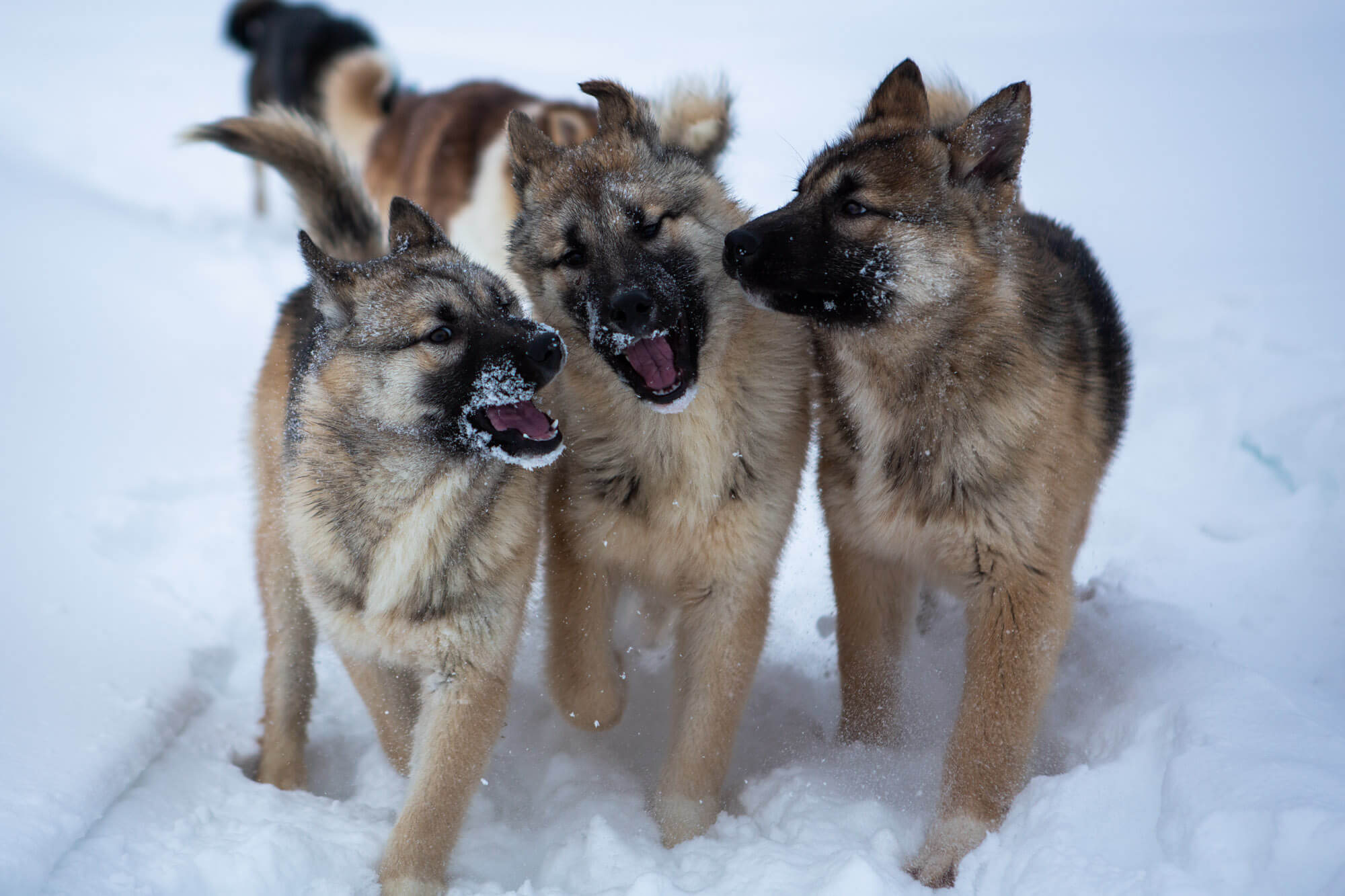 Trois chiots se promènent dans la neige en laponie suédoise