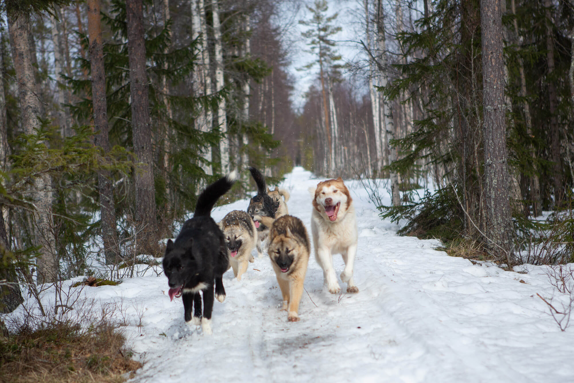 Des chiens en balade en hiver en laponie suédoise