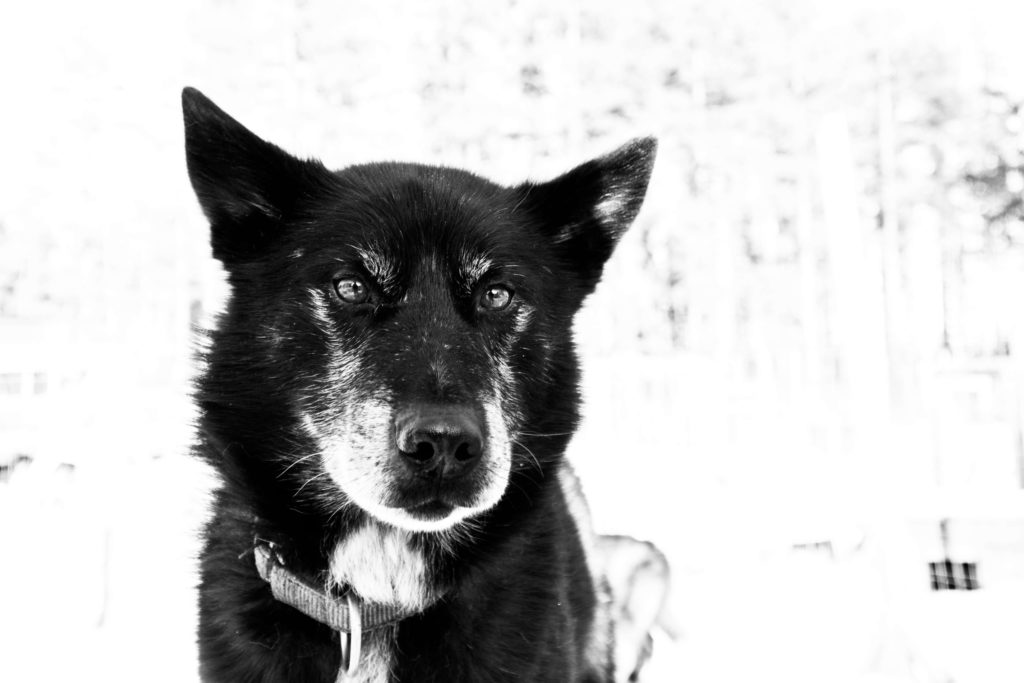Portrait noir et blanc d'un alaskan husky en Laponie suédoise