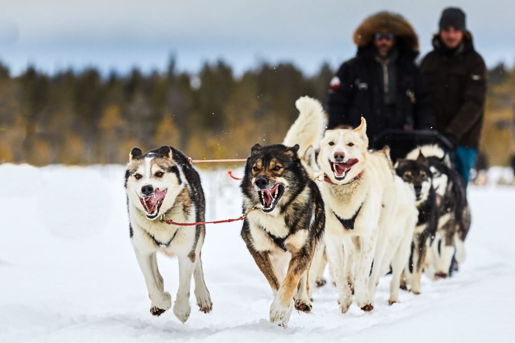 Attelage de chiens de traineau en Laponie suédoise
