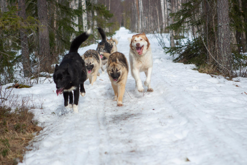 Chiens de traineaux en balade en Laponie suédoise