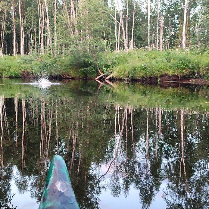 Jamais seuls, même au milieu de la rivière !#flarkenadventure #suede #laponie #laponiesuedoise #sweden #lapland #swedishlapland #visitsweden #visitskelleftea #vasterbotten #visitnorsjö #castor #wildlife #canoe #riveradventures