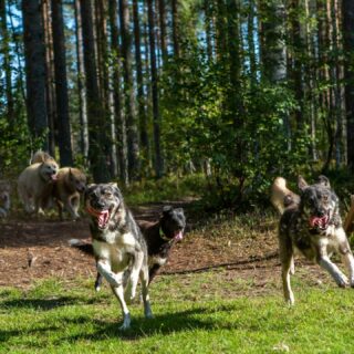 Après un été caniculaire, voilà maintenant 3 semaines que les chiens ont repris l'entraînement en libre et au marcheur. Encore un peu de patience avant de retourner à l'attelage.#flarkenadventure #suede #suède #laponie #laponiesuedoise #sweden #swedishlapland #visitsweden #visitskellefteå #visitnorsjö #chiot #alaskanhusky #chiendetraineau #chiensdetraineau #sleddog #sleddogs #dogsledding #happydog #happypack