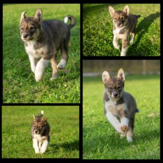 La petite a bien grandi ! 1 mois et demi et elle gambade déjà bien.#flarkenadventure #suede #suède #laponie #laponiesuedoise #sweden #swedishlapland #visitsweden #visitskellefteå #visitnorsjö #chiot #alaskanhusky #chiendetraineau #chiensdetraineau #sleddog #sleddogs #dogsledding #puppylove