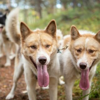 Les p'tits chiens, tout sourire à l'entraînement.#flarkenadventure #suede #suède #laponie #laponiesuedoise #sweden #swedishlapland #visitsweden #visitskellefteå #visitnorsjö #chiendetraineau #chiensdetraineau #sleddog #sleddogs #dogsledding #autumntraining #automne
