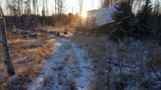 Balade en forêt avec les chiots, qui continuent leur vie de petits chiens : manger, dormir, jouer dans leur parc d'ébats, faire de gros câlins et explorer les environs.@oatfield_huskies P'tit Jean @petterkarlssonsleddogs Machu, Picchu et Patosh#flarkenadventure #suede #suède #laponie #laponiesuedoise #sweden #swedishlapland #visitsweden #visitskellefteå #visitnorsjö #chiot #alaskanhusky #chiendetraineau #chiensdetraineau #sleddog #sleddogs #dogsledding #puppylove #instadog #puppygram