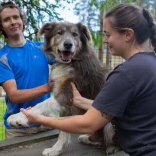 Depuis quelques étés maintenant, nos chiens ont droit à leur séance ostéo pour relâcher les blocages et tensions liés à leur activité l'hiver 🐕‍🦺 ❄️ Merci @hislay_bdt pour ton excellent travail. Nous t'en sommes extrêmement reconnaissant ☺️#flarkenadventure #osteoanimalier #chiendetraineau #animalosteopathy #healthydog