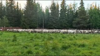 Cette semaine, notre ami Börge nous a invités à assister au marquage des rennes, un moment essentiel de la culture samie. Les petits sont nés à la fin du mois d'avril et, après le solstice d'été, les éleveurs rassemblent leurs troupeaux pour cette étape incontournable. Chaque propriétaire possède une marque unique : une entaille spécifique réalisée sur l'oreille de ses rennes. Dans l'enclos, les éleveurs observent attentivement les animaux, repèrent chaque mère et (après avoir réussi à attraper le veau), lui transmettent la même marque. À nos yeux, toutes ces entailles semblent identiques… les Samis reconnaissent pourtant le propriétaire d'un renne d'un simple coup d'œil. Une expérience fascinante que nous sommes heureux d'avoir pu vivre et partager. ❤️🦌#laponie #laponiesuedoise #rennes #culturesami #visitsweden