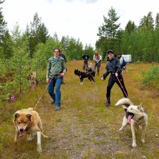 ☀️ L'été, en parallèle à nos séjours de pêche, nous travaillons en collaboration avec l'UCPA depuis 3 ans. Au programme, cani rando, rando, pêche, canoë, câlins avec les chiots, des pizzas au feu de bois préparées par les jeunes, des spécialités locales, sauna, etc... 🇸🇪😉 Petit clin d'oeil au super groupe parti hier ! Merci pour la bonne humeur de la semaine 🐕‍🦺🛶🌲🥾🍕🦌🫎🎣#flarkenadventure #laponie #laponiesuedoise #coloniedevacances #summerinsweden