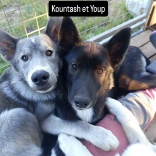 Déjà 4 mois pour ces petits patapoufs 🥰Ils sont presque aussi grands que leur mère Arielle, qui s'en occupe encore bien.Leur frère Wesh et leur sœur Sarace ont rejoint leur nouvelle grande famille chez @horstraceaventure dans les Alpes 🏔️ il y a quelques jours.#flarkenadventure #laponie #chiendetraineau #puppygram #dogsledding