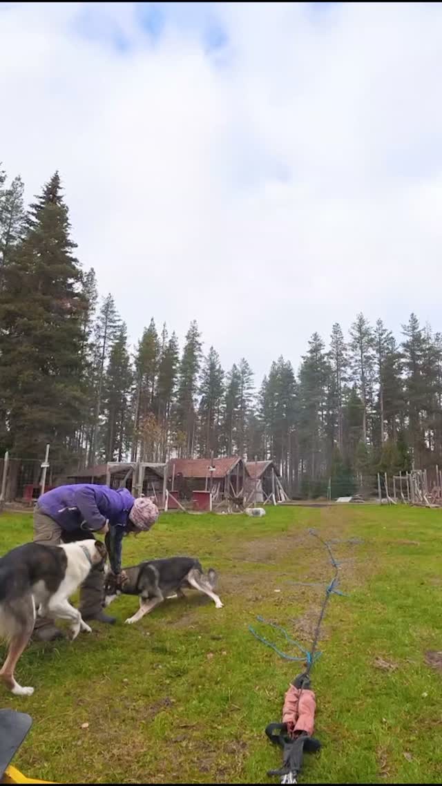 Les entraînements se passent bien !#flarkenadventure #laponie #chiensdetraineau #dogsledding  #visitsweden