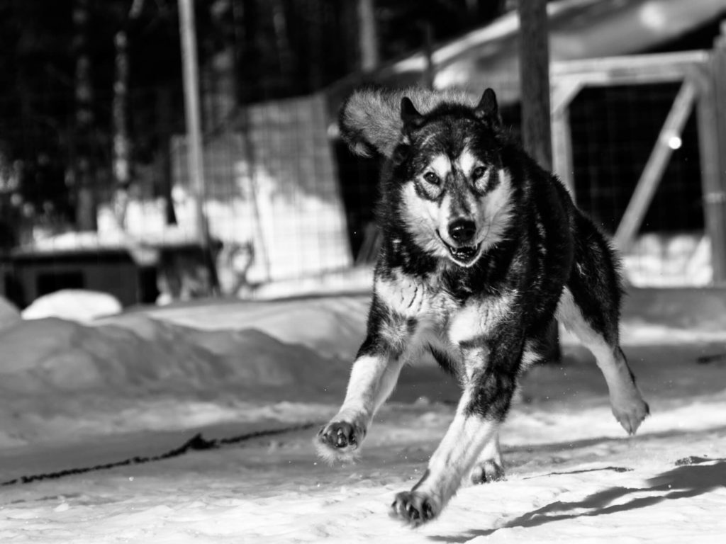 Photo en noir et blanc d'un malamute en train de courir