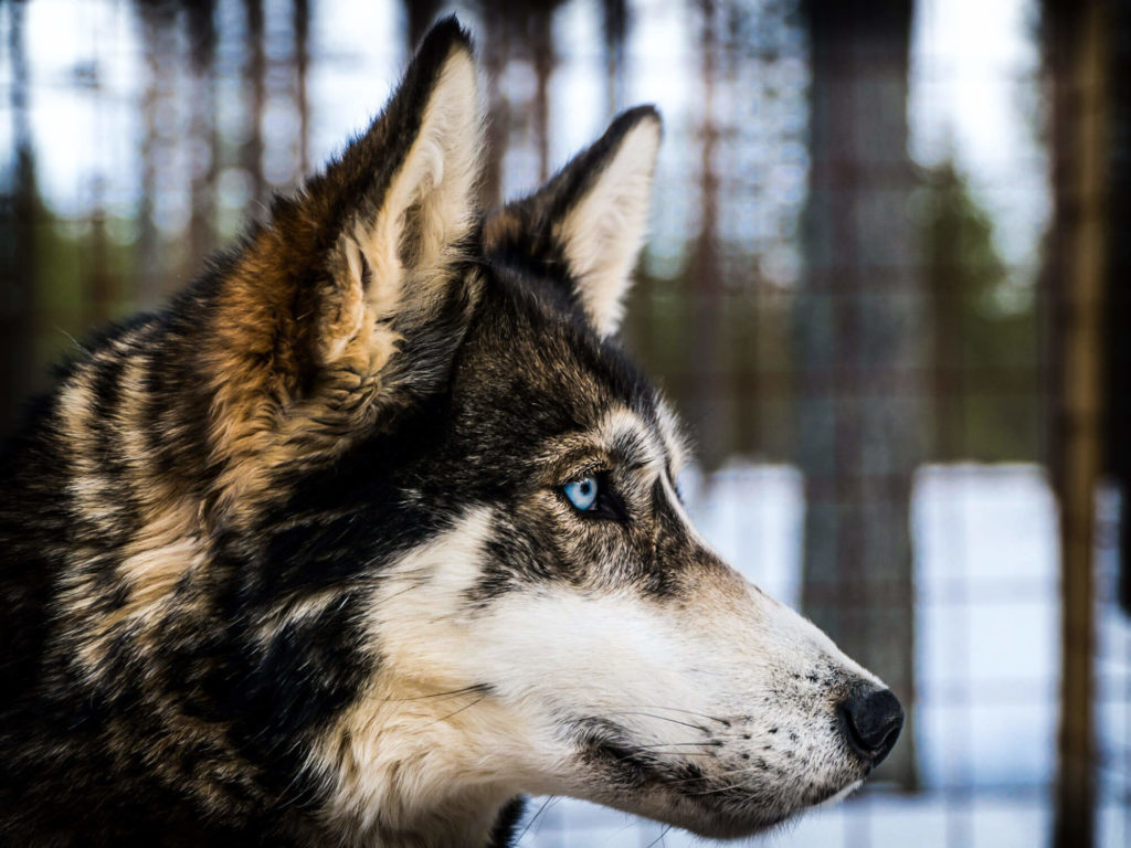 Portrait d'un husky de sibérie en laponie suédoise