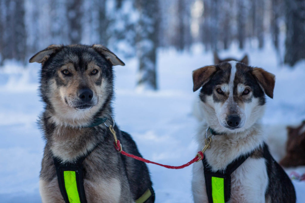 Deux Alaskan Huskys (race de chiens de traineau)  posent pour la photo en laponie suédoise