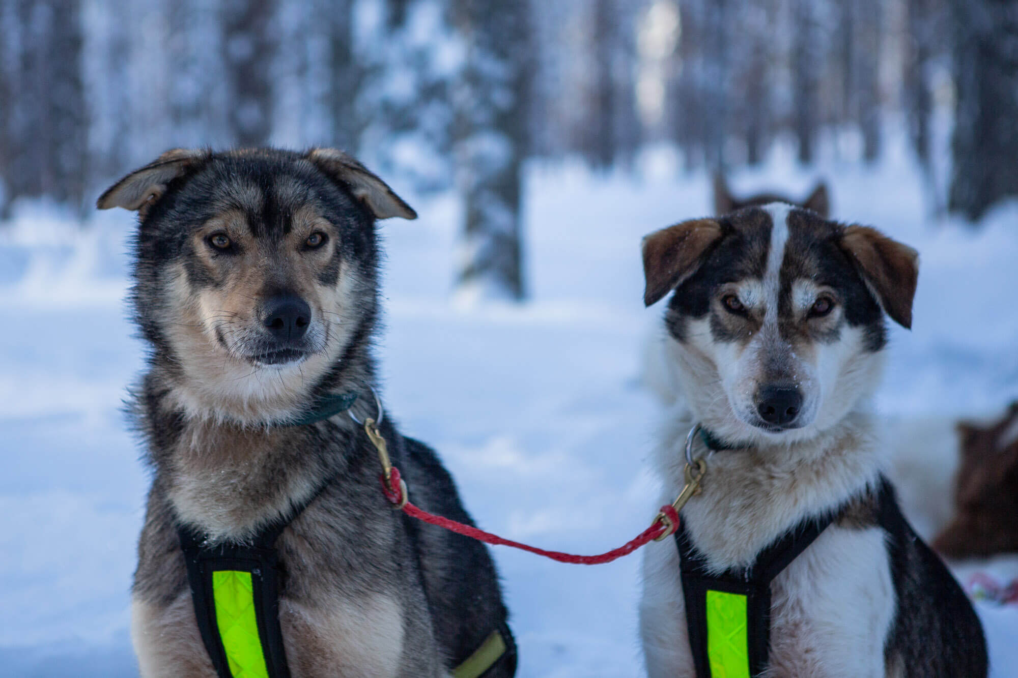 Les races de chiens de traîneau Flarken Adventure — free download