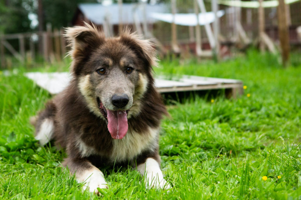 Un Taimyr de Sibérie (rare race de chiens de traineau)  en Laponie suédoise