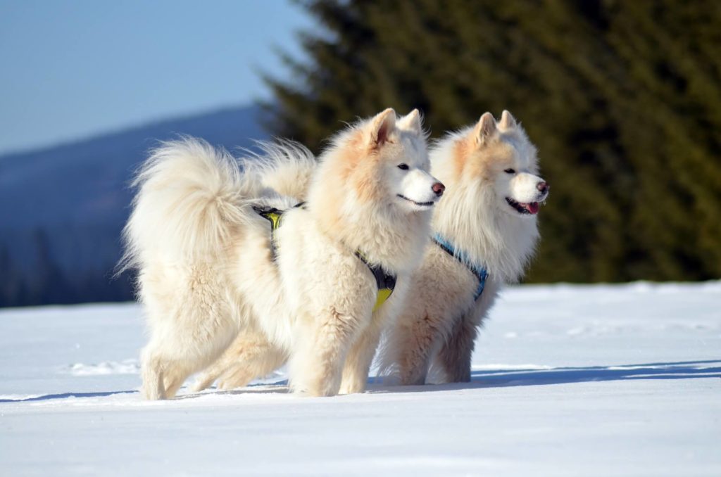 Deux samoyedes attelés dans la neige