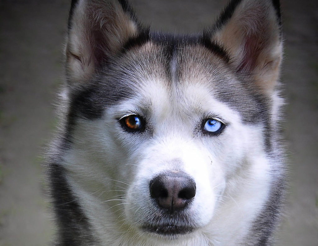 Le husky, chien de traîneau parfait : Husky du Vercors