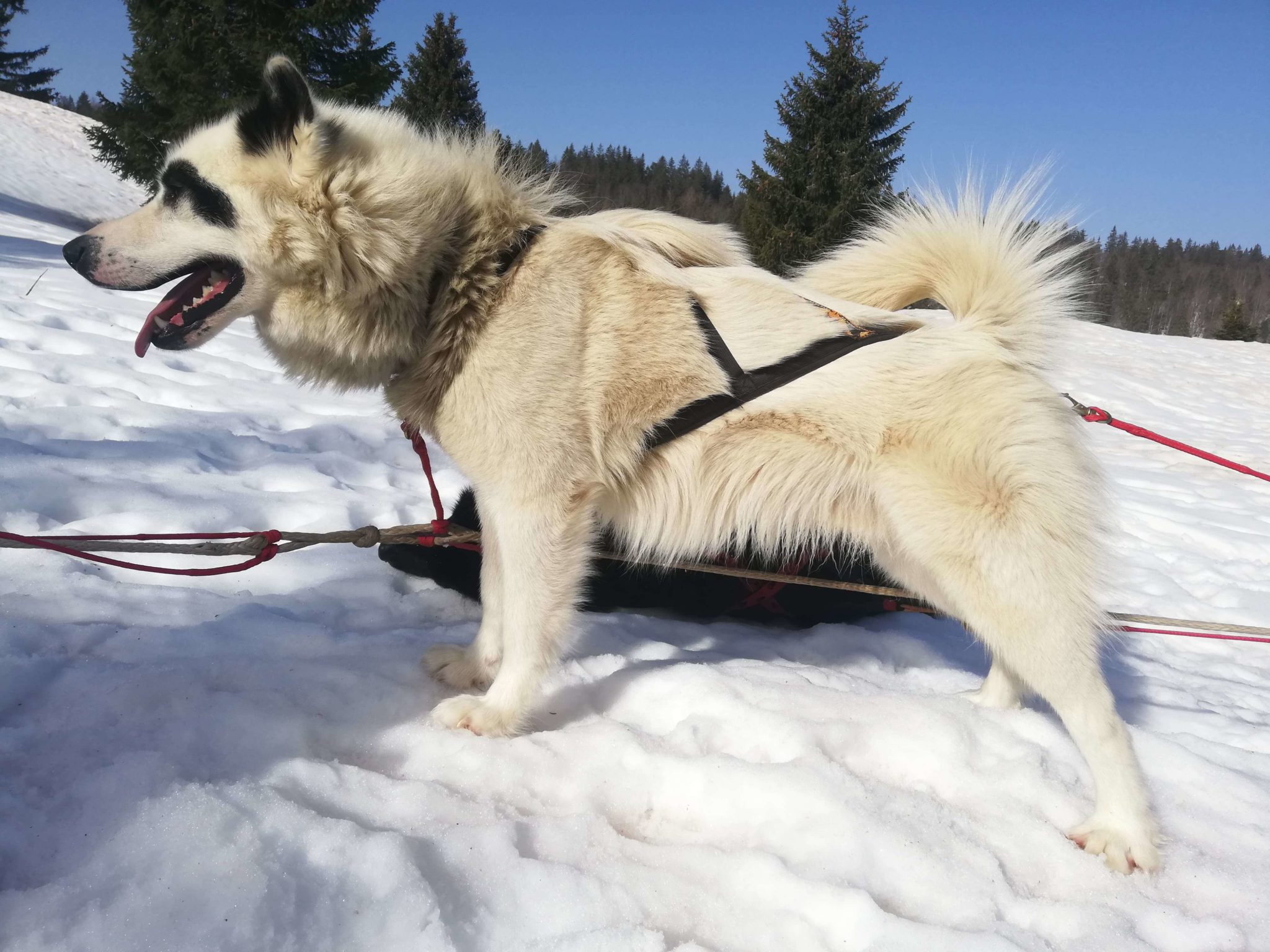 Les races de chiens de traîneau Flarken Adventure — free download